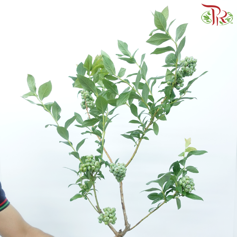 Vaccinium (2 Stems)-Japan-prflorist.com.my