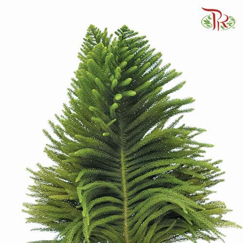 Araucaria Cunninghamii - (3 Stems) - Pudu Ria Florist