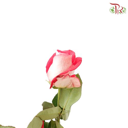 Ceres Rose - Bluez (25 stems) - Pudu Ria Florist