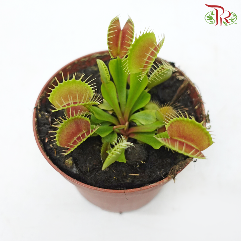 Venus Flytrap-Dionaea Muscipula 105P《捕蝇草》-Pudu Ria Florist-prflorist.com.my