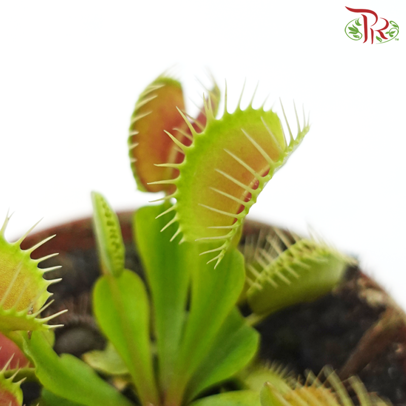 Venus Flytrap-Dionaea Muscipula 105P《捕蝇草》-Pudu Ria Florist-prflorist.com.my