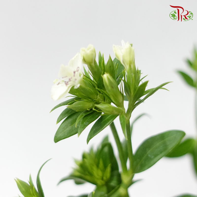 Verbena Hybrid - (Per Bunch)-White-China-prflorist.com.my