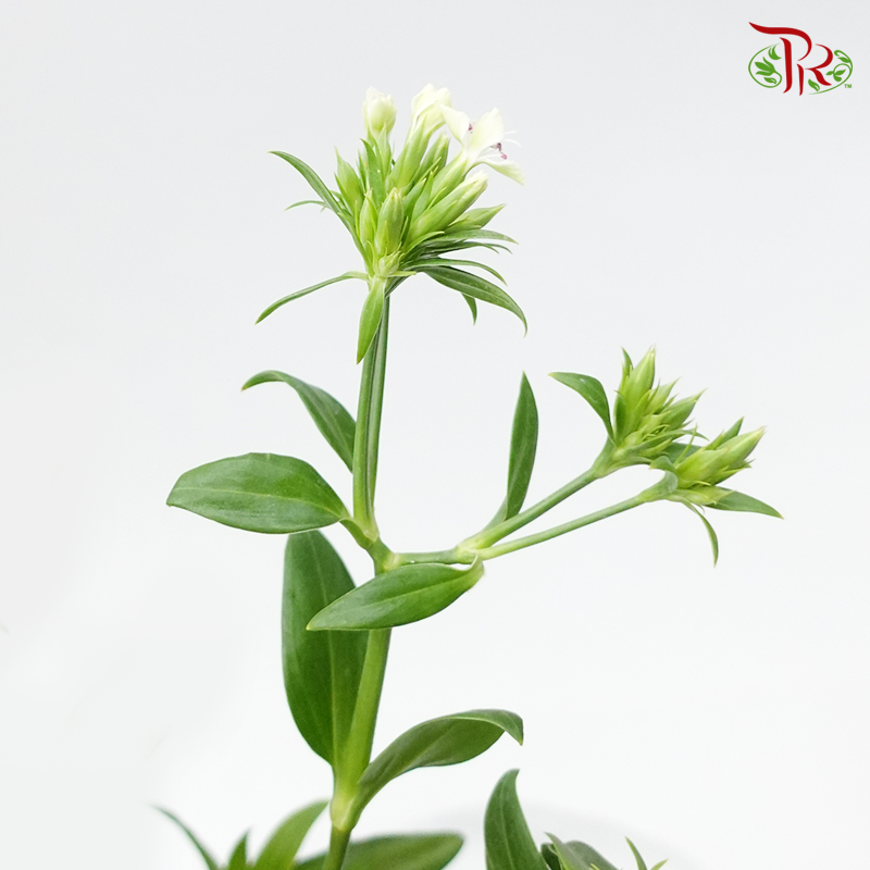 Verbena Hybrid - (Per Bunch)-White-China-prflorist.com.my