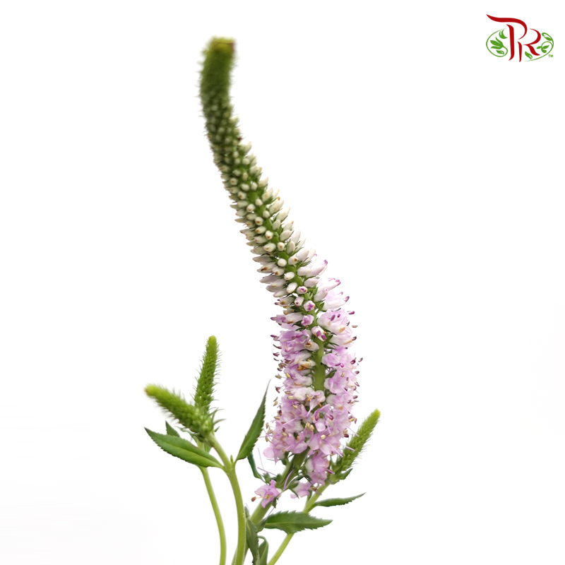 Veronica- Pink (10 Stems)-Netherland-prflorist.com.my