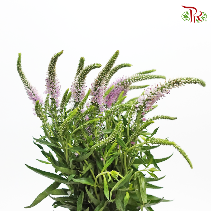 Veronica- Pink (10 Stems)-Netherland-prflorist.com.my