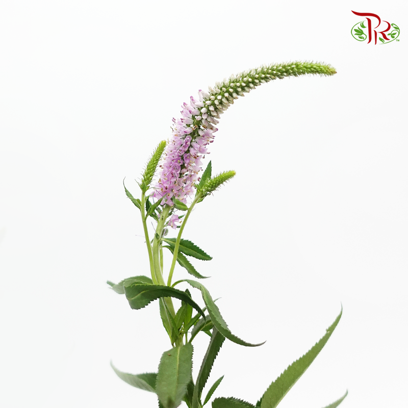 Veronica- Pink (10 Stems)-Netherland-prflorist.com.my