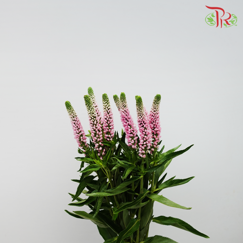 Veronica - Pink (10 Stems)-Pink-Vietnam-prflorist.com.my