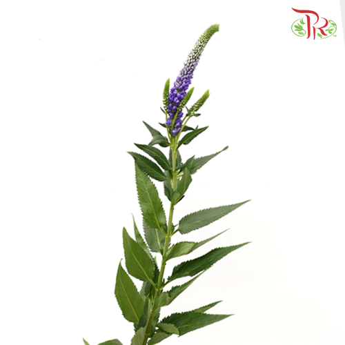 Veronica - Purple (5 Stems)-Purple-Netherland-prflorist.com.my