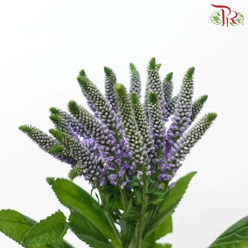 Veronica Spray - Bombastique (10 Stems)-Purple-Vietnam-prflorist.com.my