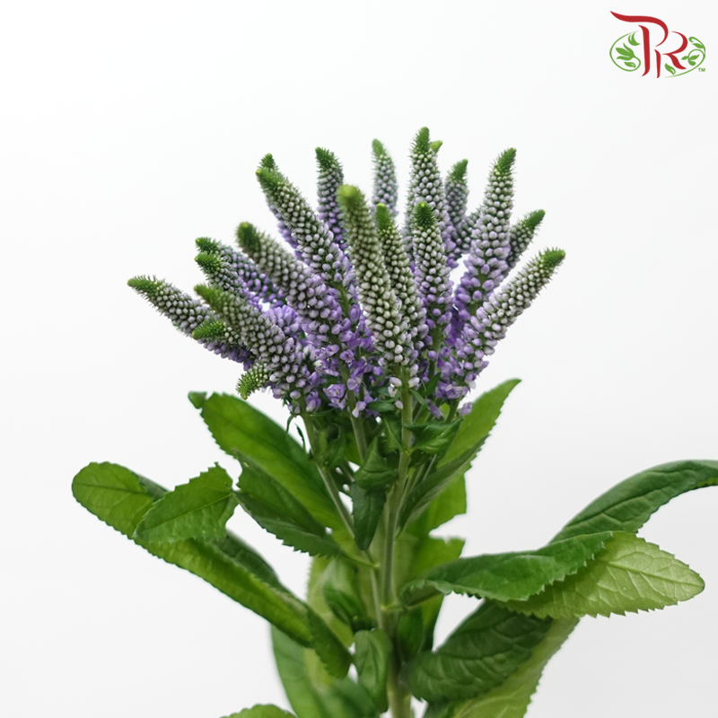 Veronica Spray - Bombastique (10 Stems)-Purple-Vietnam-prflorist.com.my
