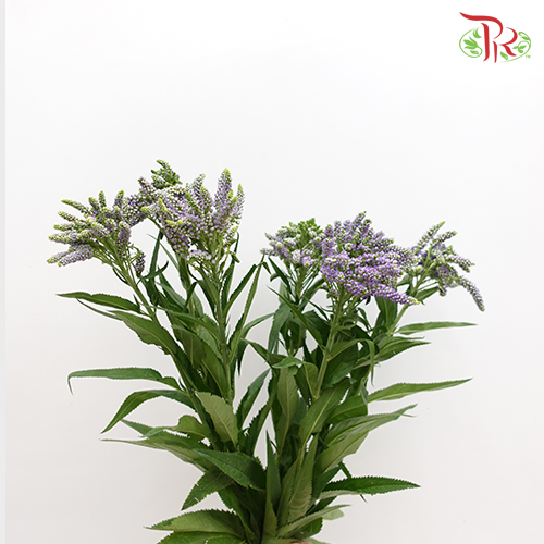 Veronica Spray-Purple-China-prflorist.com.my