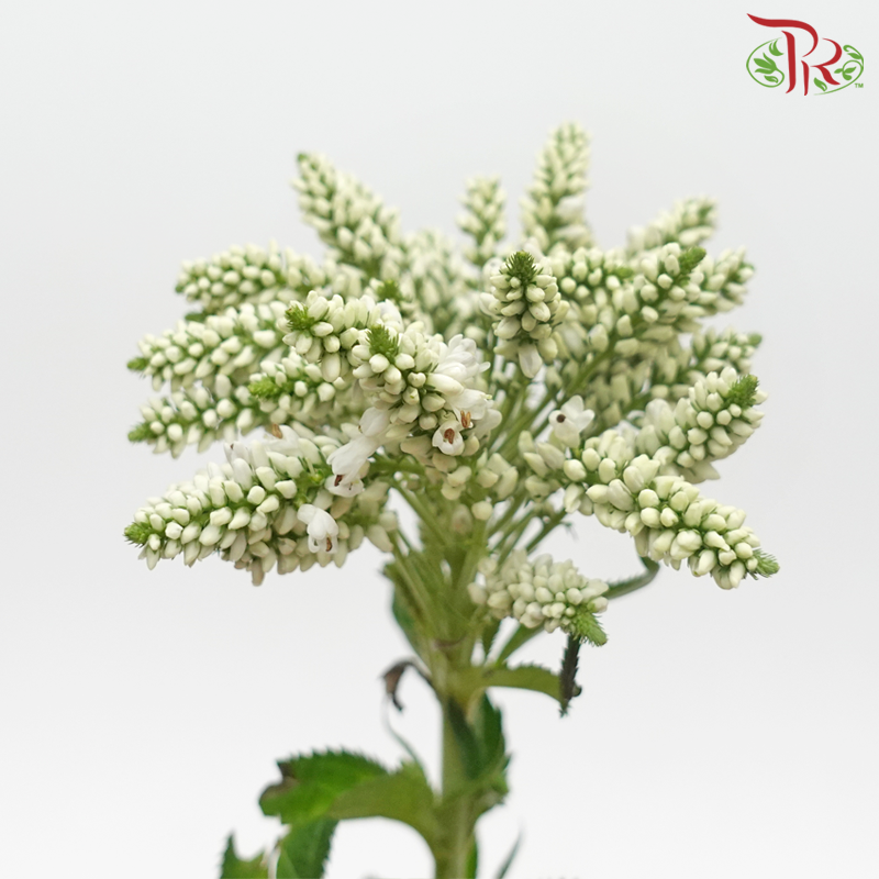Veronica Spray- White (5 Stems)-Netherland-prflorist.com.my
