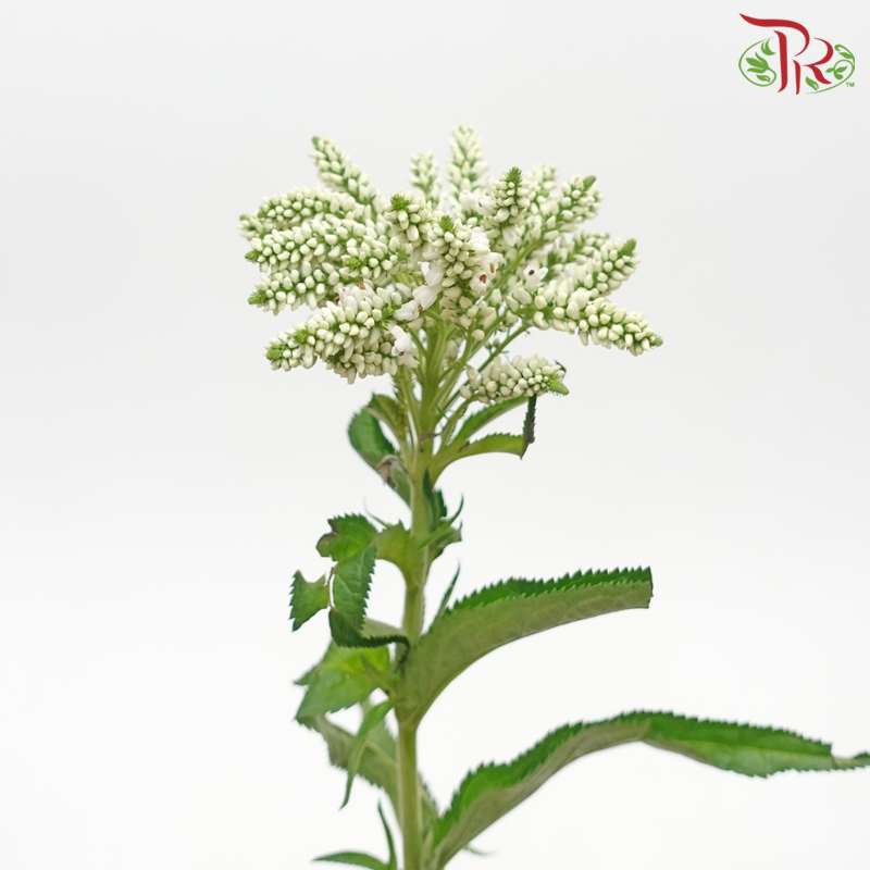 Veronica Spray- White (5 Stems)-Netherland-prflorist.com.my