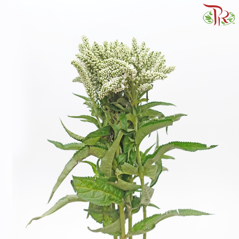 Veronica Spray- White (5 Stems)-Netherland-prflorist.com.my