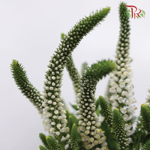 Veronica - White (10 Stems)-White-Vietnam-prflorist.com.my