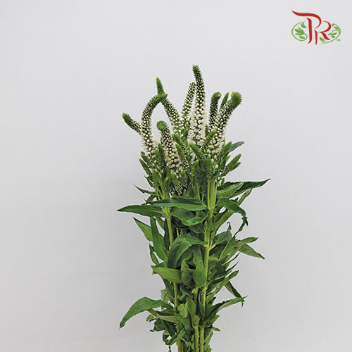 Veronica - White (10 Stems)-White-Vietnam-prflorist.com.my