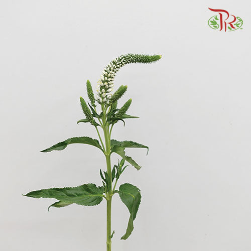 Veronica - White (10 Stems)-White-Vietnam-prflorist.com.my