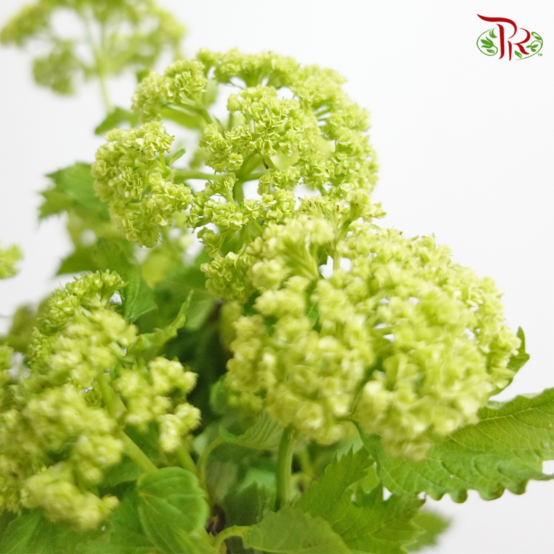 Viburnum Green - (2 Stems) - Pudu Ria Florist