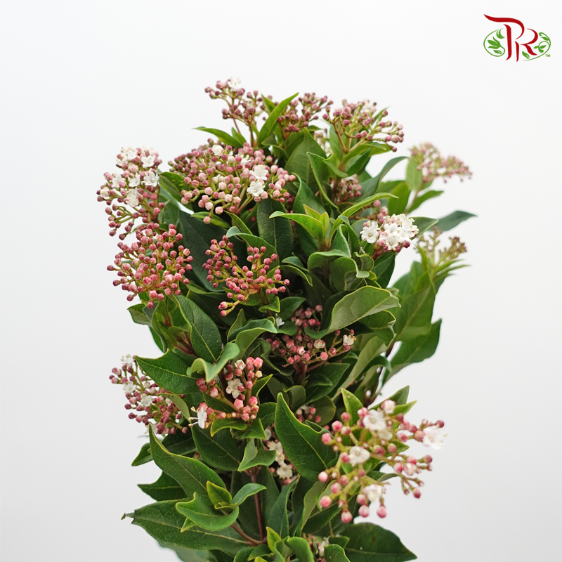 Viburnum Flower 地中海莱蒾- Pink (Per Bunch)-Pink-China-prflorist.com.my