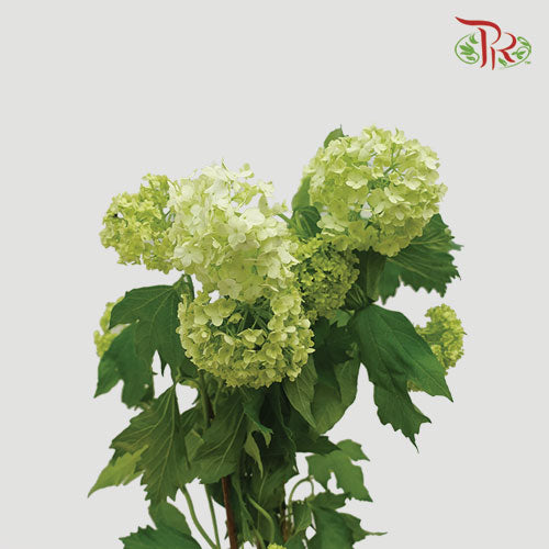 Viburnum Green 60cm - (5 Stems)-Green-Netherland-prflorist.com.my