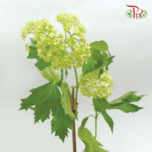 Viburnum Green 60cm - (5 Stems)-Green-Netherland-prflorist.com.my