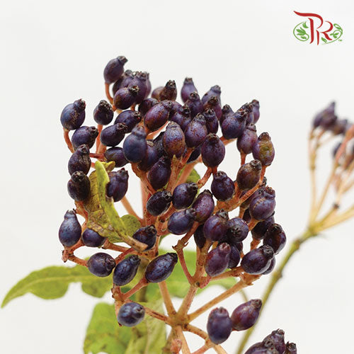 Viburnum With Berry - (Per Bunch)-Netherland-prflorist.com.my