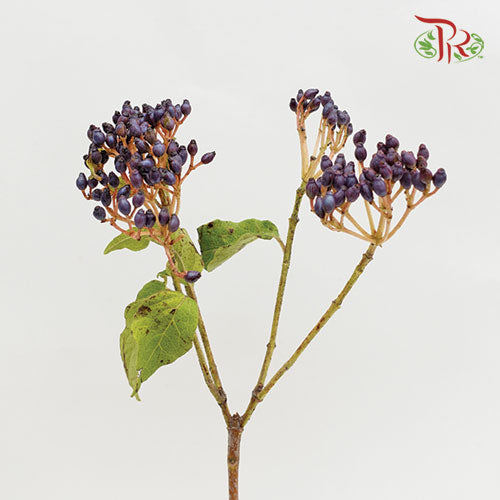 Viburnum With Berry - (Per Bunch)-Netherland-prflorist.com.my