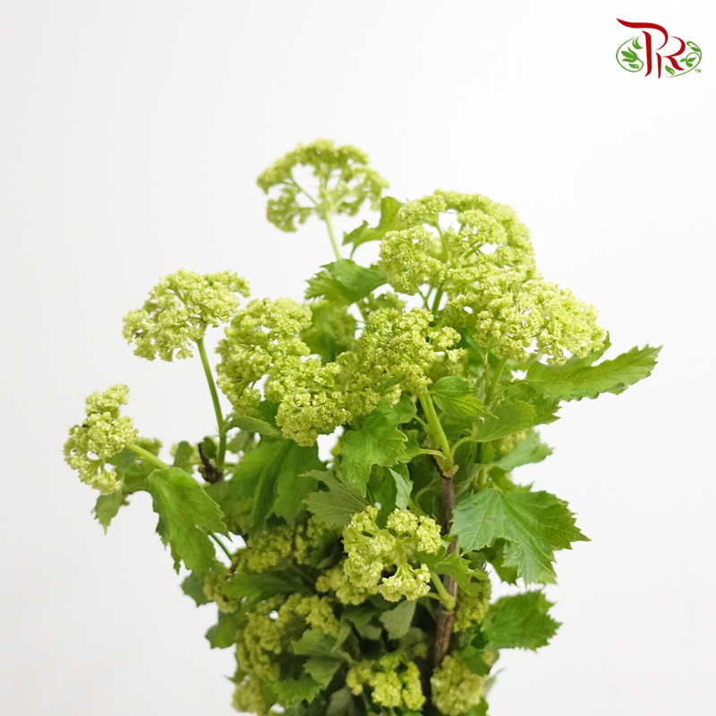 Viburnum Green - (2 Stems) - Pudu Ria Florist