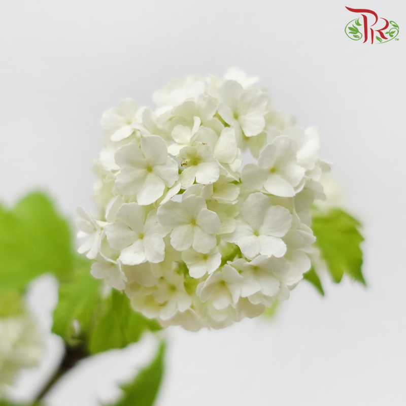 Viburum Opulus (2 Stems)-Japan-prflorist.com.my