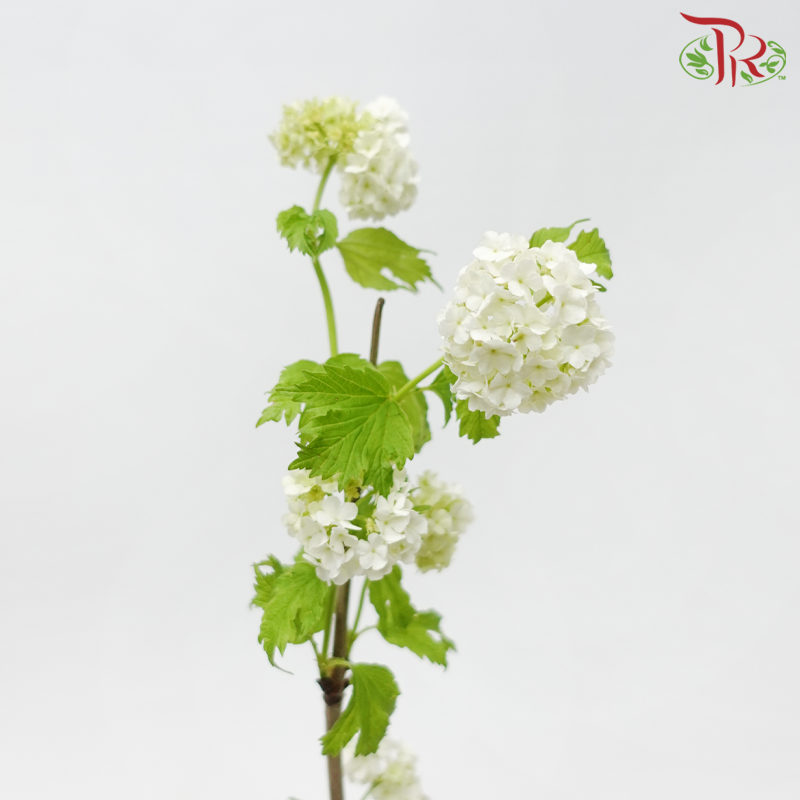 Viburum Opulus (2 Stems)-Japan-prflorist.com.my