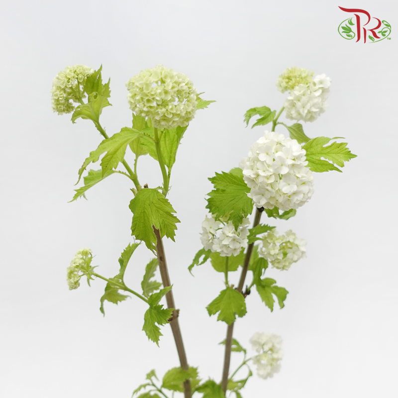 Viburum Opulus (2 Stems)-Japan-prflorist.com.my