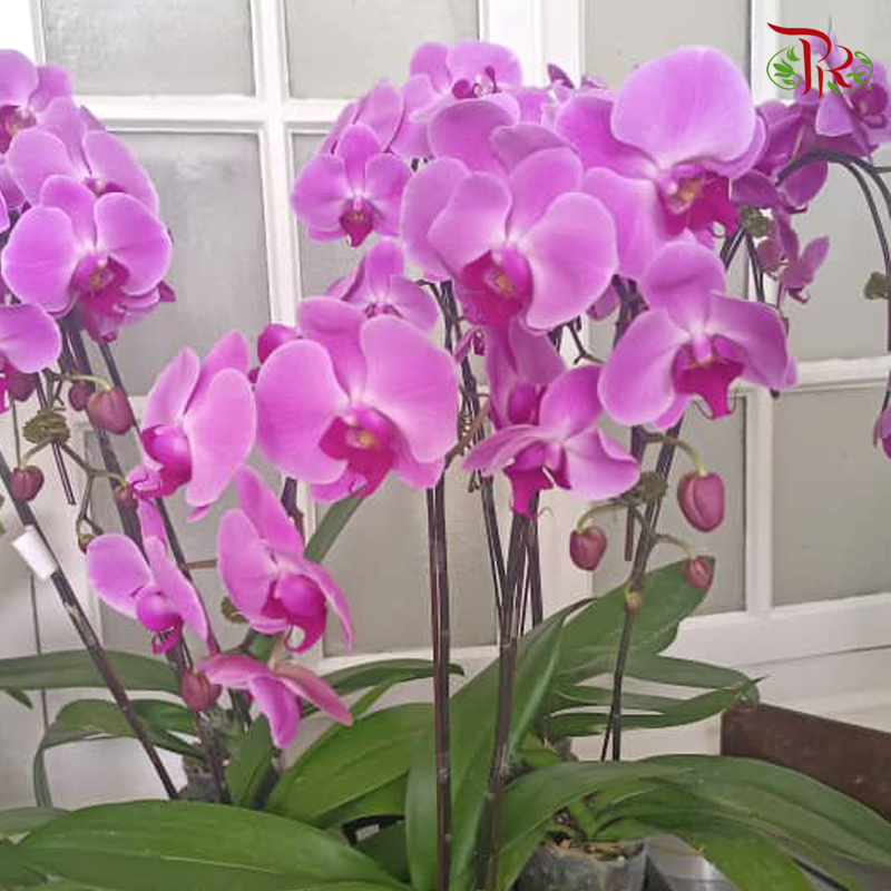 Medium Size Phalaenopsis (Double Stem) *With No Pot*