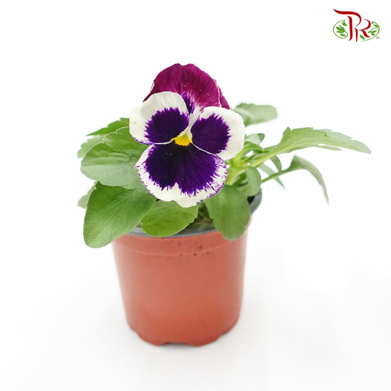 Viola 《三色堇》-Dark Purple With White Outline-Pudu Ria Florist-prflorist.com.my