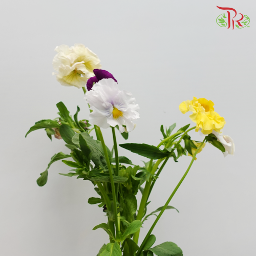 Viola X Wittrockiana - Mix colour (5 Stems)-Import-prflorist.com.my