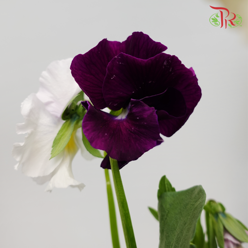 Viola X Wittrockiana - Mix colour (5 Stems)-Import-prflorist.com.my