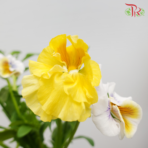 Viola X Wittrockiana - Mix colour (5 Stems)-Import-prflorist.com.my