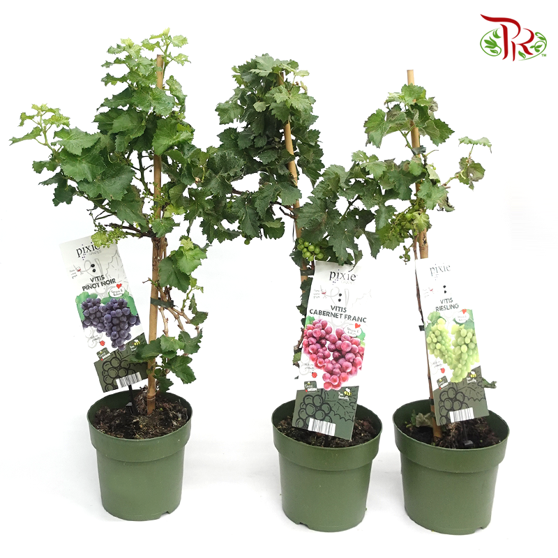 Vitis Vinifera 《葡萄》 (Random choose Color)