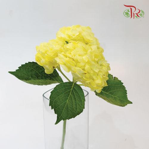 Hydrangea - Dyed Yellow (Per Stem) - Pudu Ria Florist