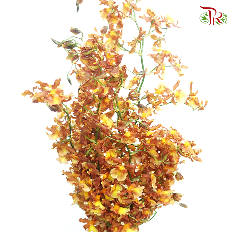 Orchid Oncidium Dancing Lady- Spring Maple -Golden Brown - (5 Stems) - Pudu Ria Florist