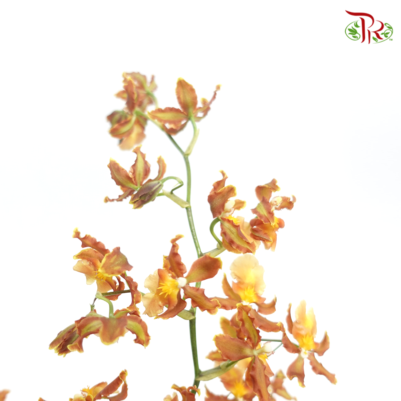 Orchid Oncidium Dancing Lady- Spring Maple -Golden Brown - (5 Stems) - Pudu Ria Florist