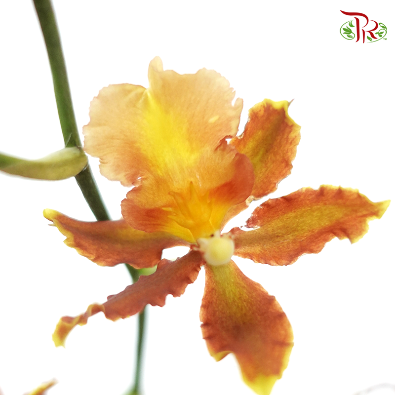 Orchid Oncidium Dancing Lady- Spring Maple -Golden Brown - (5 Stems) - Pudu Ria Florist