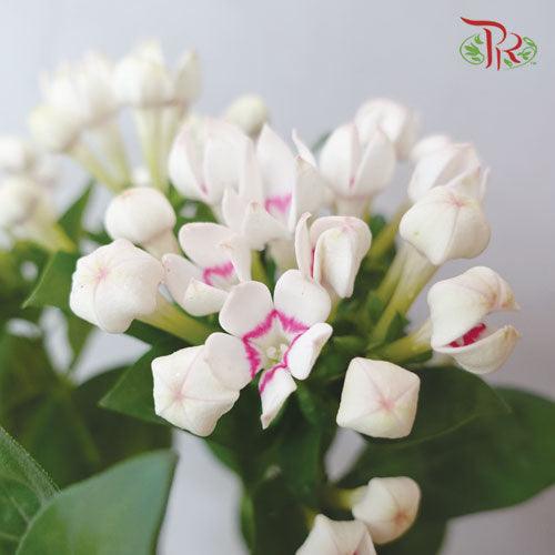 Bouvardia - White Pink Line (5 Stems) - Pudu Ria Florist