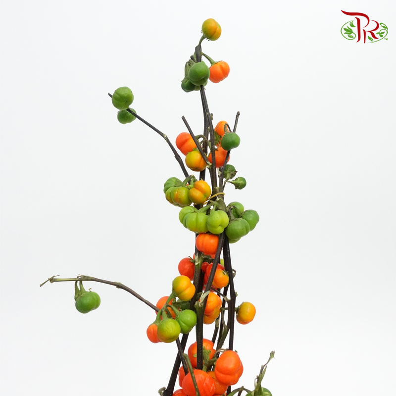 Mini Tomato - (Per Bunch) - Pudu Ria Florist