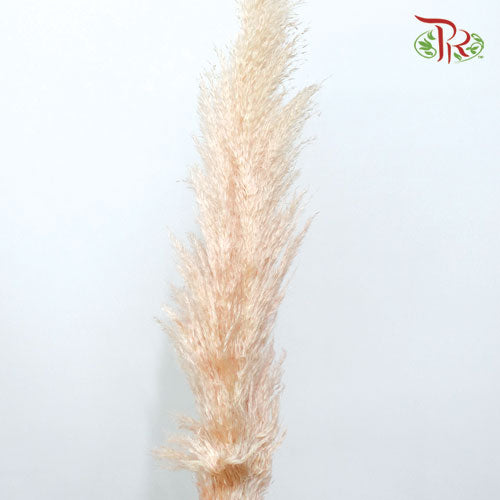Pampas - Pink (5 Stems) - Pudu Ria Florist