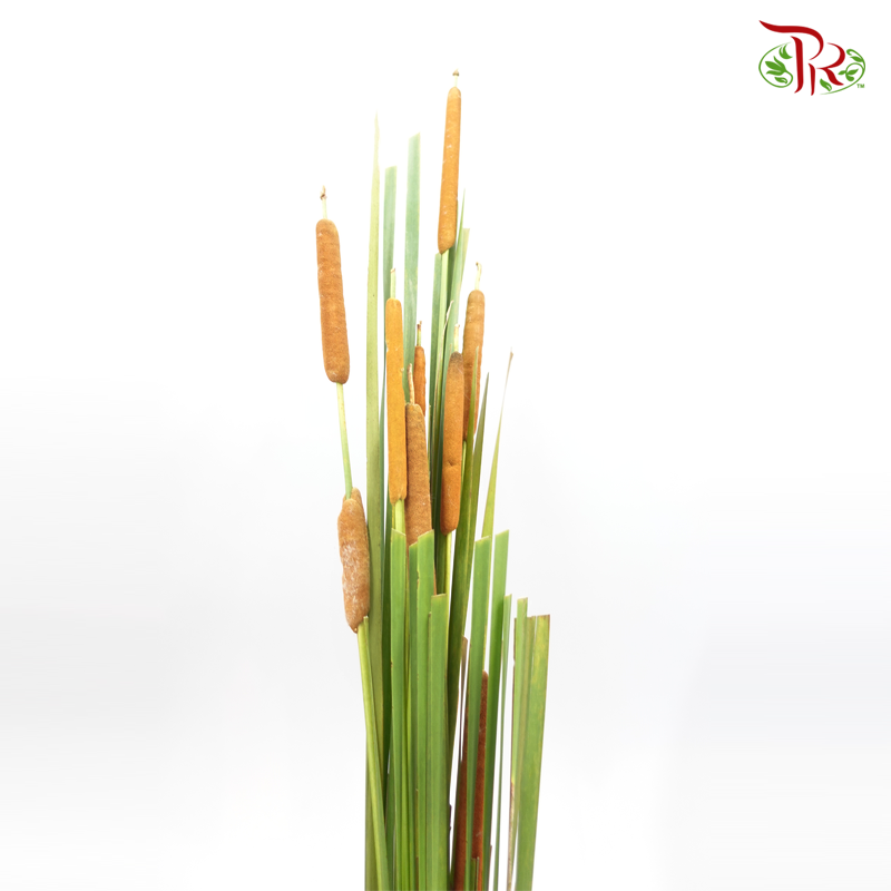 Water Candle Leaf Flower (Per Bundle)-Brown-Malaysia-prflorist.com.my