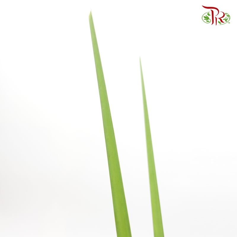 Water Candle Leaf (Per Bundle)-Green-Malaysia-prflorist.com.my