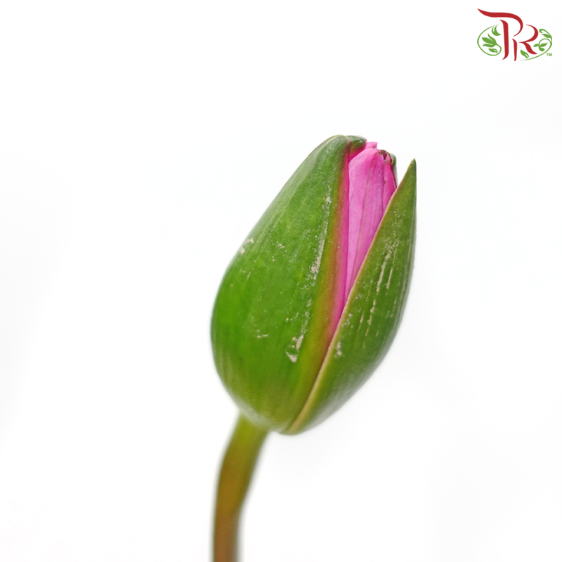 Water Lily - Pink (10 Stems)-Pink-China-prflorist.com.my