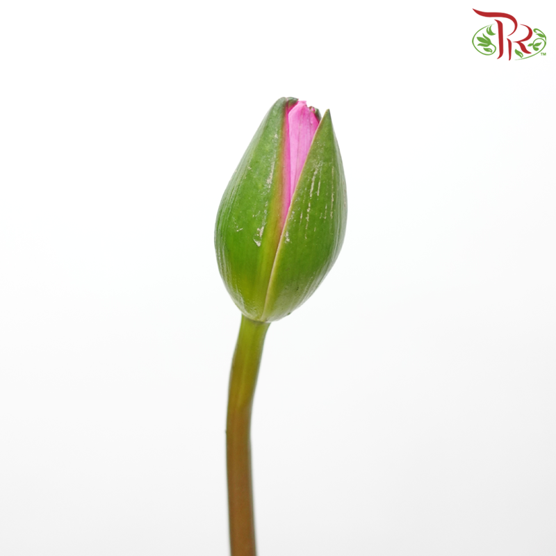 Water Lily - Pink (10 Stems)-Pink-China-prflorist.com.my