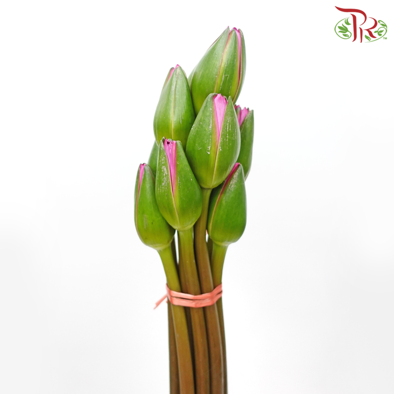 Water Lily - Pink (10 Stems)-Pink-China-prflorist.com.my