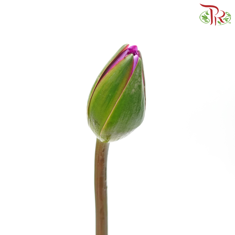 Water Lily - Purple (10 Stems)-Purple-China-prflorist.com.my